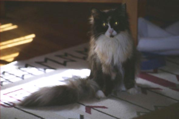 Bibi--her last picture