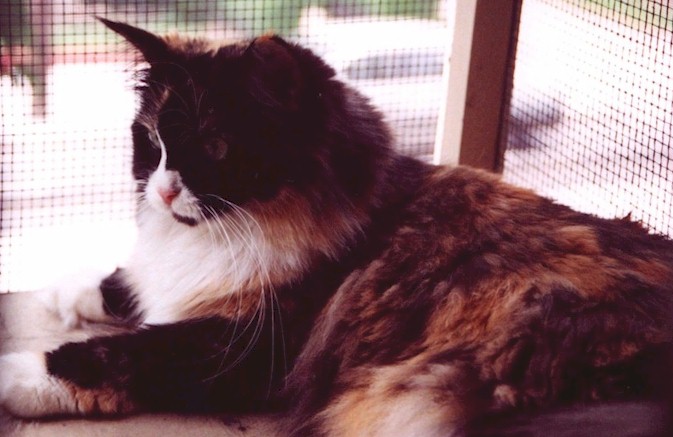 Bibi