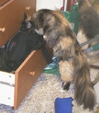 Bibi exploring contents of drawer