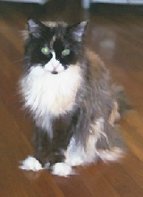 Bibi in front of desk