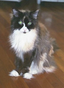 Bibi in front of desk