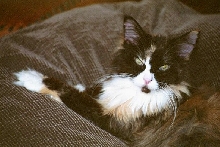 Bibi enjoys her new bed