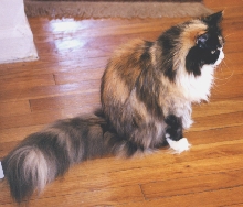 Bibi the Maine Coon