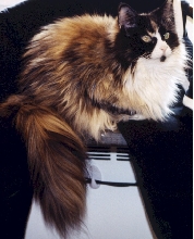 Bibi