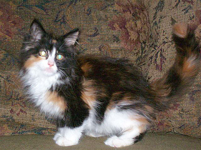 Bijou, 11 weeks old