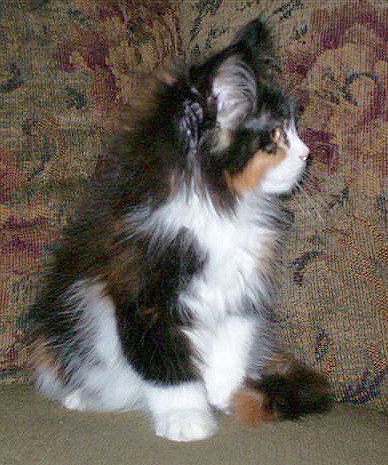 Bijou, 11 weeks old, II
