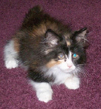 Bijou, 11 weeks old, III