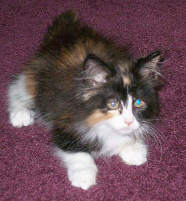Bijou, 11 weeks old, III