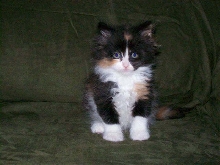 Bijou 6 weeks II
