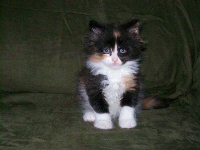 Bijou 6 weeks II