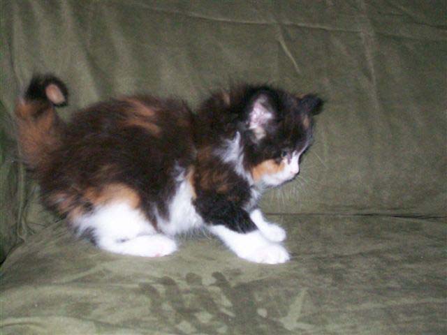 Bijou 6 weeks III