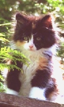 Bijou at 8 weeks I