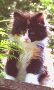 Bijou at 8 weeks I