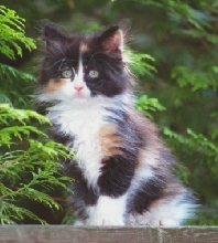 Bijou at 8 weeks II
