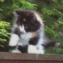 Bijou at 8 weeks III