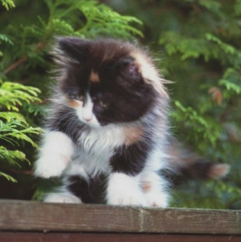 Bijou at 8 weeks III