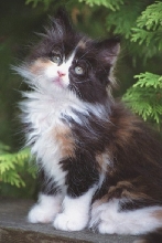 Bijou at 8 weeks IV