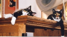 Bijou and Kefira hanging out