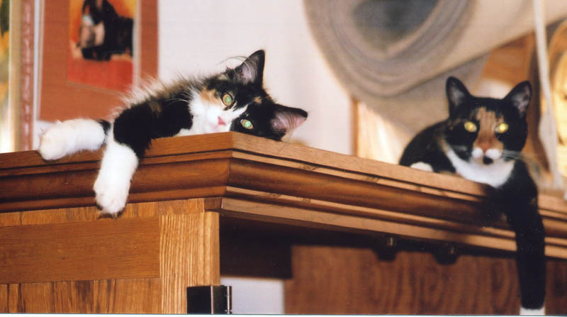 Bijou and Kefira hanging out