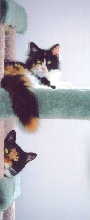 Bijou and Kefira on cat condo