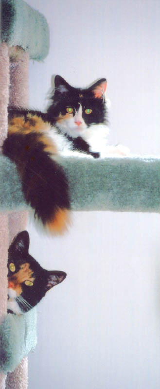 Bijou and Kefira on cat condo