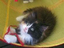 Bijou is 53 days old