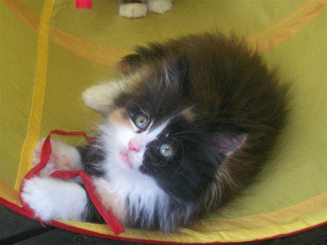 Bijou is 53 days old