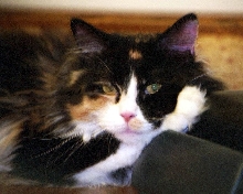 Bijou closeup