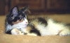 Bijou, 4  mos., closeup on bed
