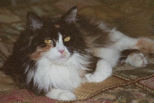 Bijou closeup on bed