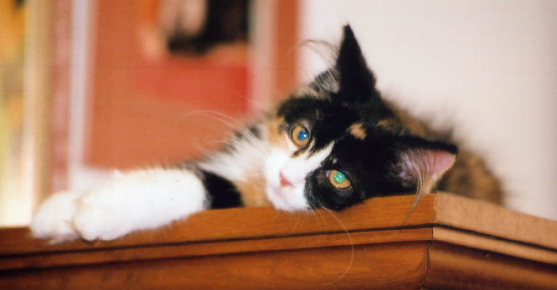 Bijou Cutie-cat
