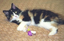 Bijou, 4 mos., on bed