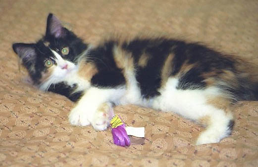 Bijou, 4 mos., on bed
