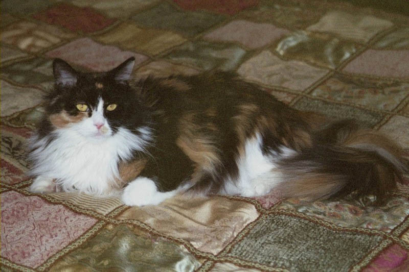 Bijou lounging on bed