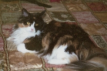 Bijou, glamour-puss