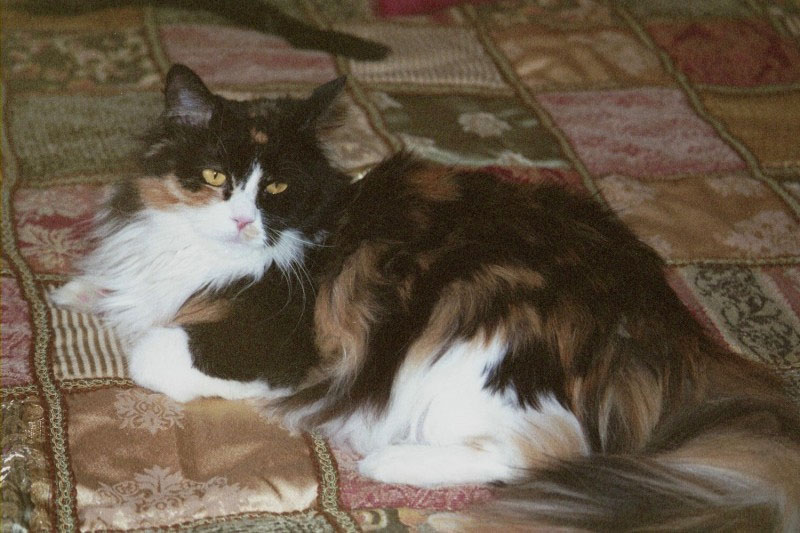 Bijou, glamour-puss
