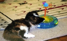 Bijou and raceway II