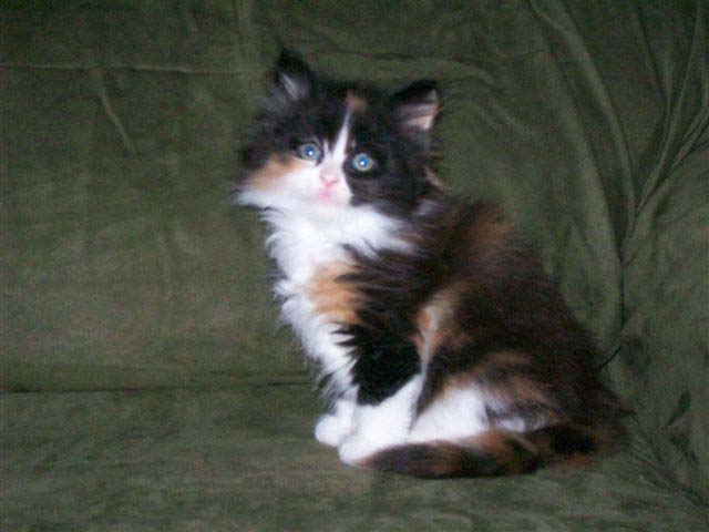 Bijou 6 weeks I