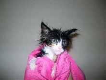 Bijou takes a bath!