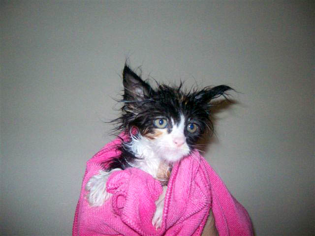 Bijou takes a bath!