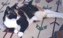 Jester on rug