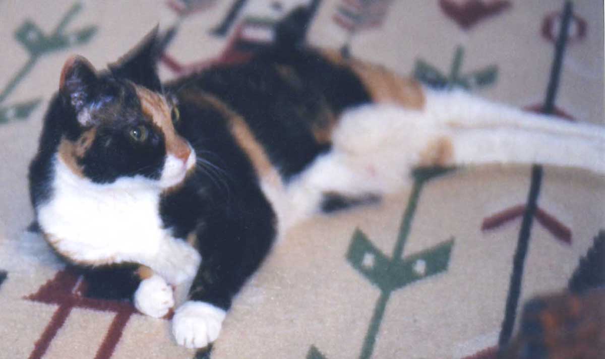 Jester on rug