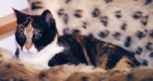Jester on leopardskin throw