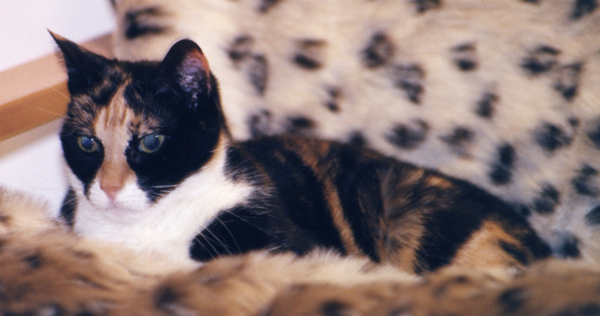 Jester on leopardskin throw
