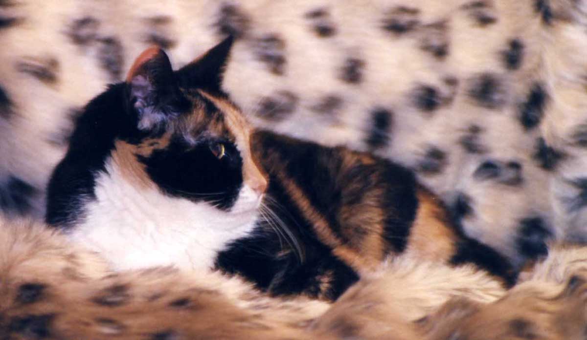 Jester, side view