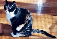 Jester sitting in living room