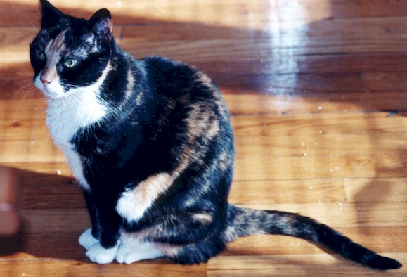 Jester sitting in living room