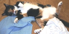 Kefira--The Art of the Nap