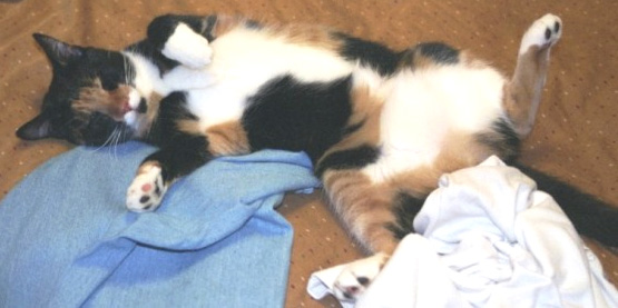 Kefira--The Art of the Nap
