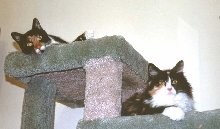 Kefira & Bijou on cat condo